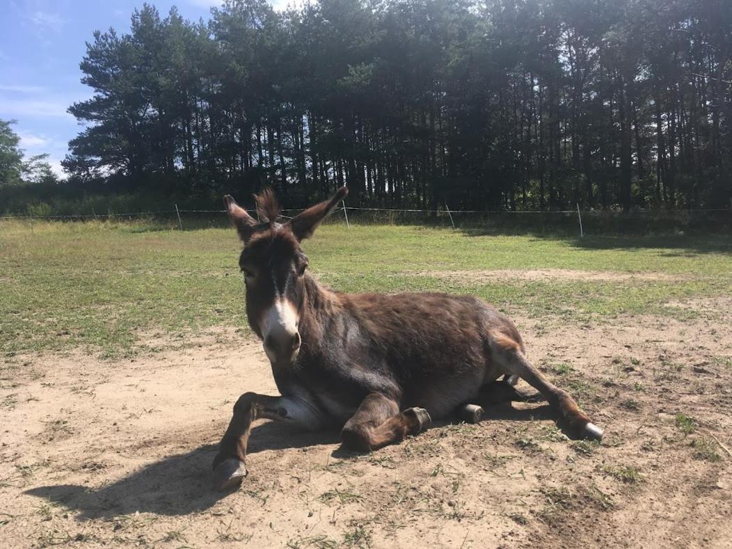 Toskania Kociewska Nowe Bagian luar foto